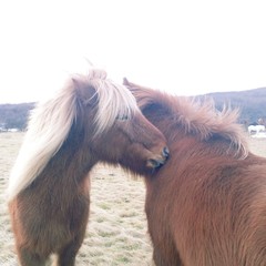 Icelandic ponies snuggle