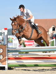 horse jumping