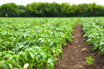 Rows on Potato field