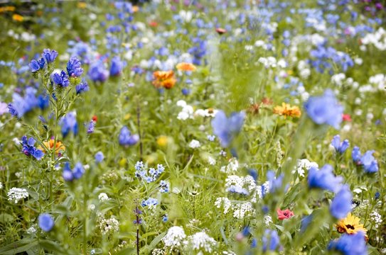 Bienenwiese @ miket