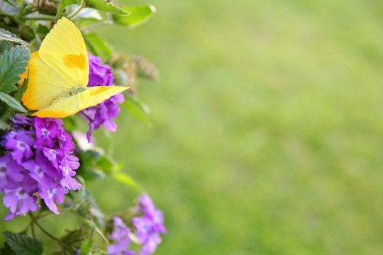 Fototapeta Yellow Butterfly on Purple Flowers Background
