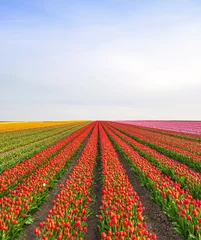 Afwasbaar Fotobehang Tulp Tulpen