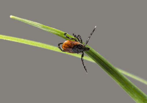 Deer Tick On Grass