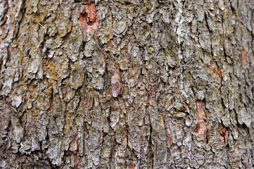 Wooden bark texture