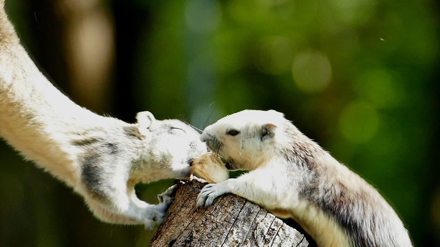 Squirrel, Callosciurus erythraeus, are compete for food.