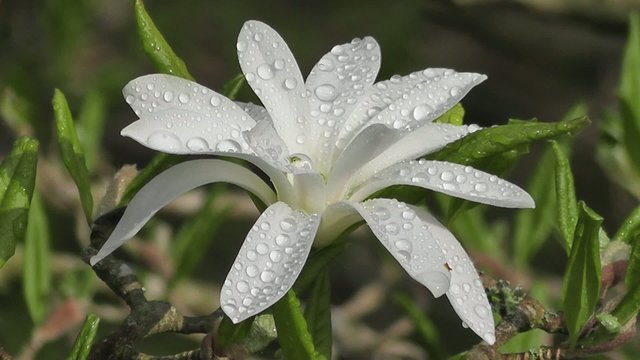Rain Soaked White Magnolia Stellata Flower in Spring