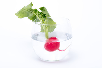 rapanello in un bicchiere d'acqua