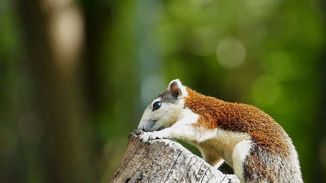 Squirrel, Callosciurus erythraeus, in forest, slow motion.