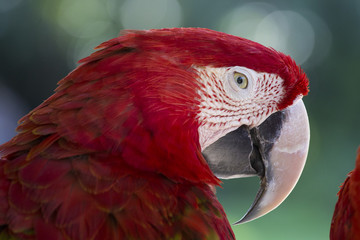 Red parrot in Bali Bird Park,, Indonesia