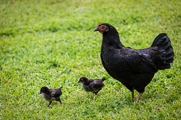 Free Range Chickens