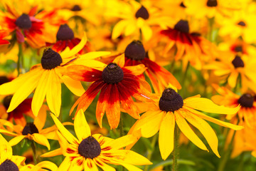 Garden Rudbeckia