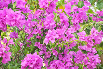 Fototapeta premium Soft Focus Of Purple Bougainvillea.