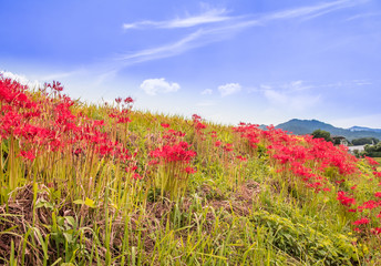 彼岸花の咲く風景。