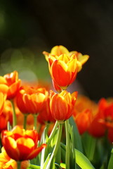 Orange tulip on dark blur background