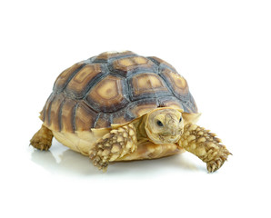 turtle on white background