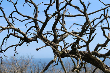 Obraz premium Wild Trees