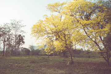 Fototapeta premium Yellow tabebuia spring blossom in vintage retro tone