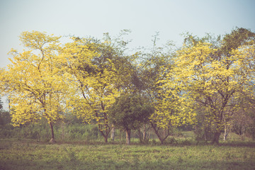 Yellow tabebuia spring blossom in vintage retro tone