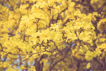 Yellow tabebuia spring blossom in vintage retro tone