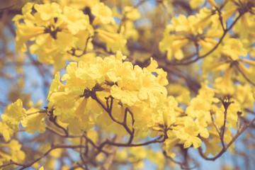 Yellow tabebuia spring blossom in vintage retro tone