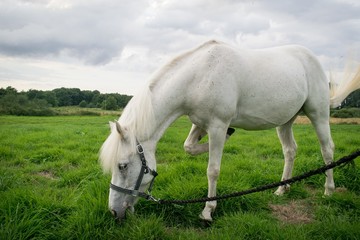 Beautiful Horse Posing for Camera