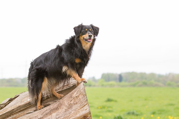Fototapeta na wymiar Ein Hund steht auf einem Baumstamm und guckt aufmerksam