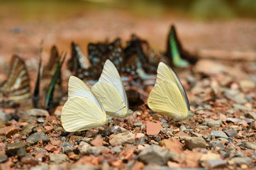 Butterfly on the ground, Nature in thailand