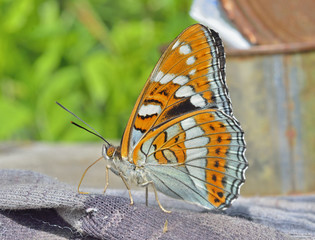 Butterfly (Limenitis populi ussuriensis) 9