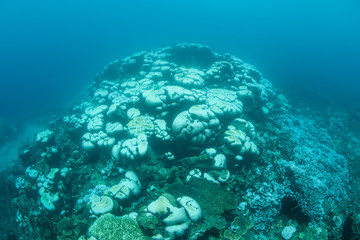 Bleached Coral Colony