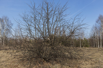 Image of apple early spring without leaves