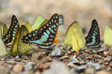 Butterfly on the ground, Nature in thailand