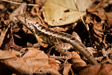 Close up shot of cute little brown lizard