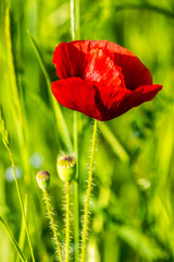 Obraz premium red poppy in the wheat field