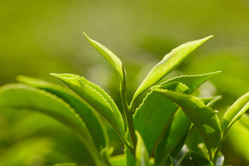 Close up tea leaf a