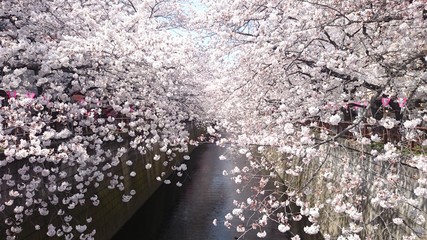 Arbres de fleurs de cerisier de la rivière Meguro