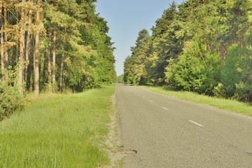 Дорога в красивом лесу © ais60