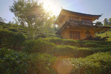 Tea field in village e