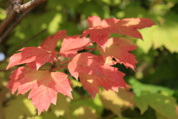 Autumn colors. Red and green leaves of viburnum