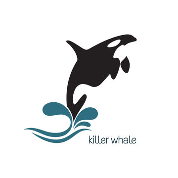 Killer whale jumping out of water