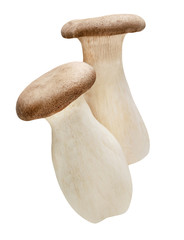 King oyster mushrooms - Kräuterseitlinge