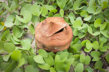 Ipomoea pes-caprae plant or Goat's Foot Creeper with old coconut