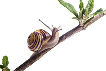 Garden Snail