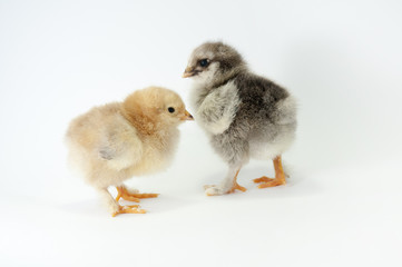 Obraz premium Chiken