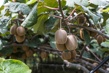 Kiwi plant