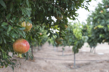 Pomegranate trees