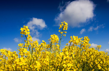 Canola field, Rape field