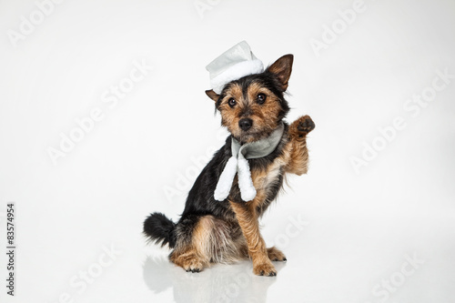 "winkender Hund" photo libre de droits sur la banque d'images Fotolia