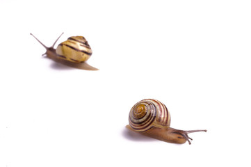 Garden Snail