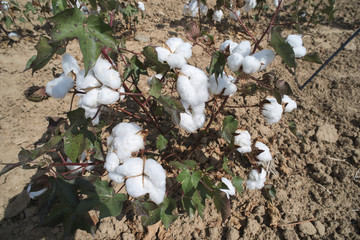 Cotton plants field