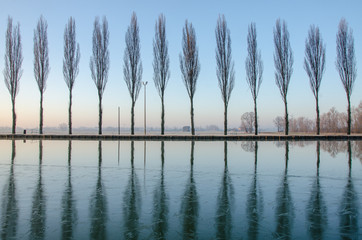 Alberi riflessi sul lago all'alba